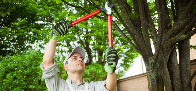 Commercial Tree Care Services