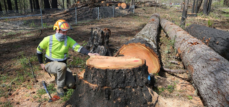 Cutting Down Trees in Shelton, WA