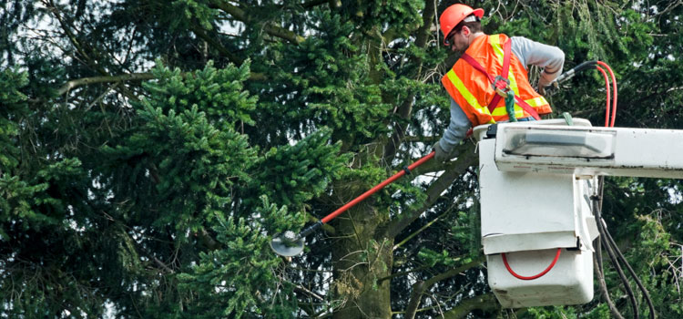 Professional Commercial Tree Care in Orchard, TX