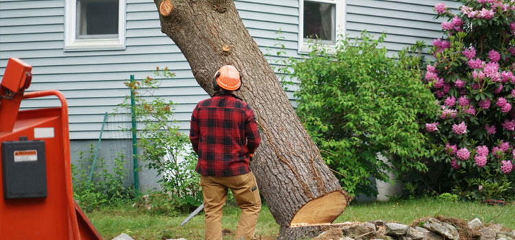 Stump Removal Service in Newton, MA