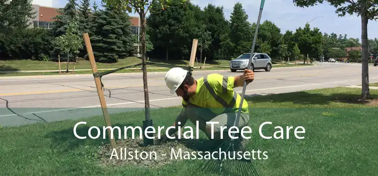 Commercial Tree Care Allston - Massachusetts