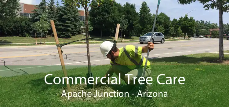 Commercial Tree Care Apache Junction - Arizona