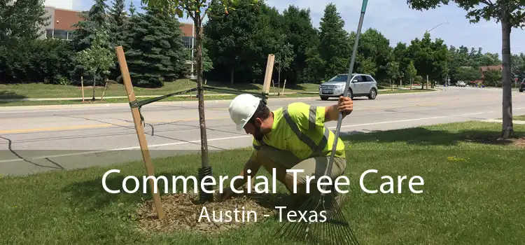 Commercial Tree Care Austin - Texas