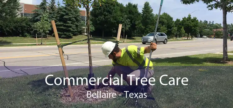 Commercial Tree Care Bellaire - Texas