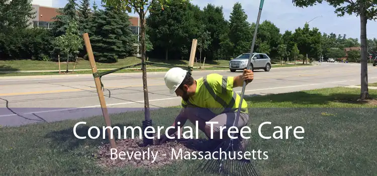 Commercial Tree Care Beverly - Massachusetts