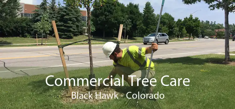 Commercial Tree Care Black Hawk - Colorado