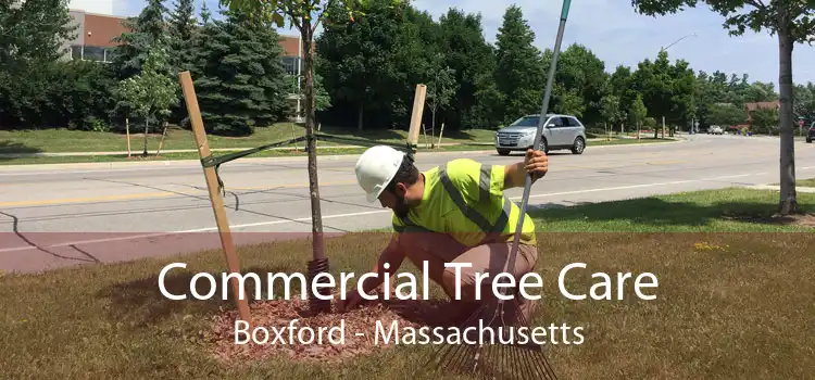 Commercial Tree Care Boxford - Massachusetts