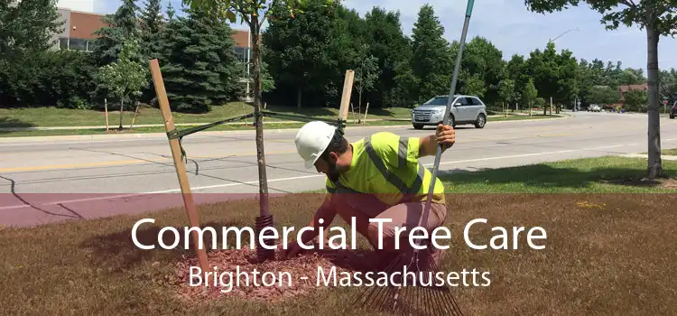 Commercial Tree Care Brighton - Massachusetts