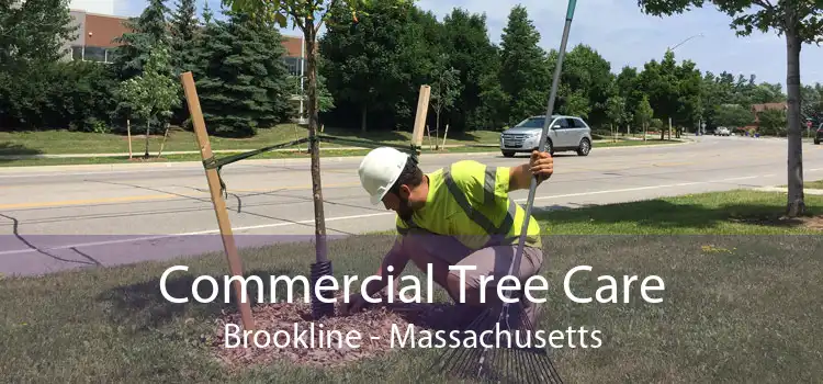 Commercial Tree Care Brookline - Massachusetts