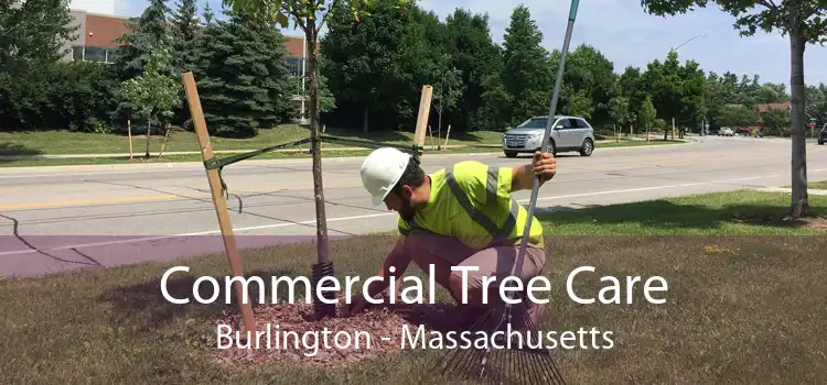 Commercial Tree Care Burlington - Massachusetts