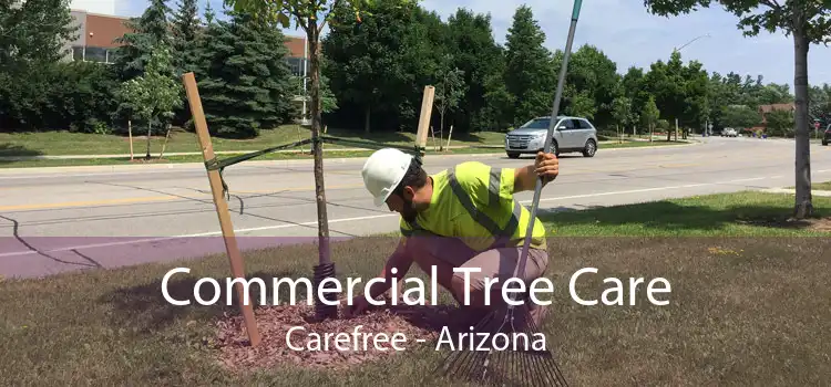 Commercial Tree Care Carefree - Arizona