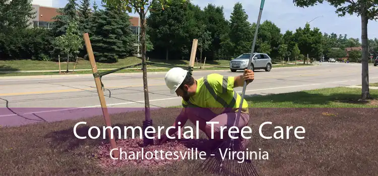 Commercial Tree Care Charlottesville - Virginia