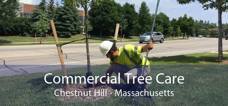 Commercial Tree Care Chestnut Hill - Massachusetts