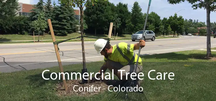 Commercial Tree Care Conifer - Colorado