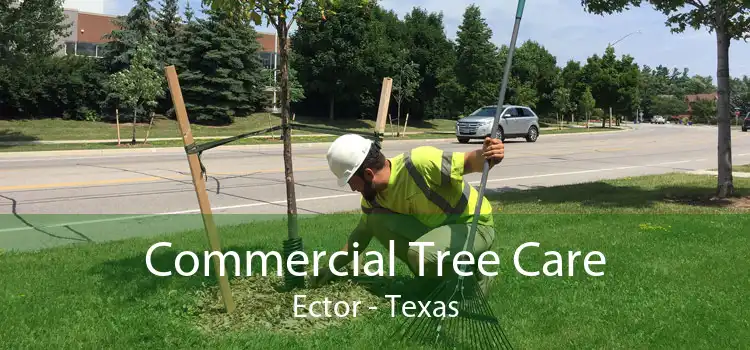 Commercial Tree Care Ector - Texas