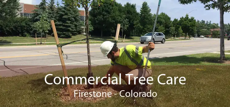 Commercial Tree Care Firestone - Colorado