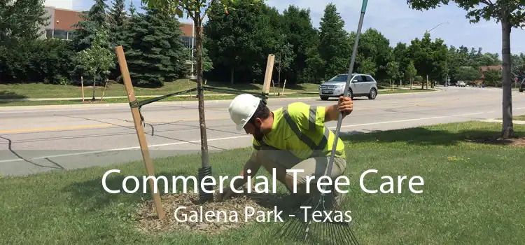 Commercial Tree Care Galena Park - Texas