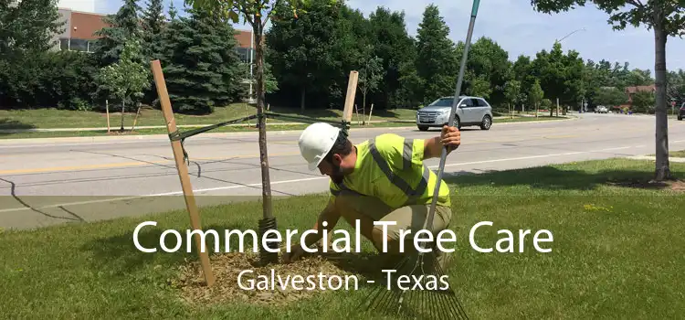 Commercial Tree Care Galveston - Texas