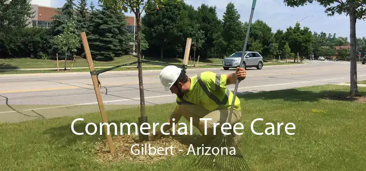 Commercial Tree Care Gilbert - Arizona