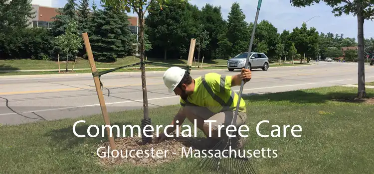 Commercial Tree Care Gloucester - Massachusetts