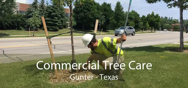 Commercial Tree Care Gunter - Texas