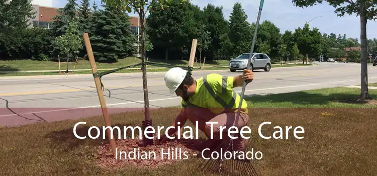 Commercial Tree Care Indian Hills - Colorado