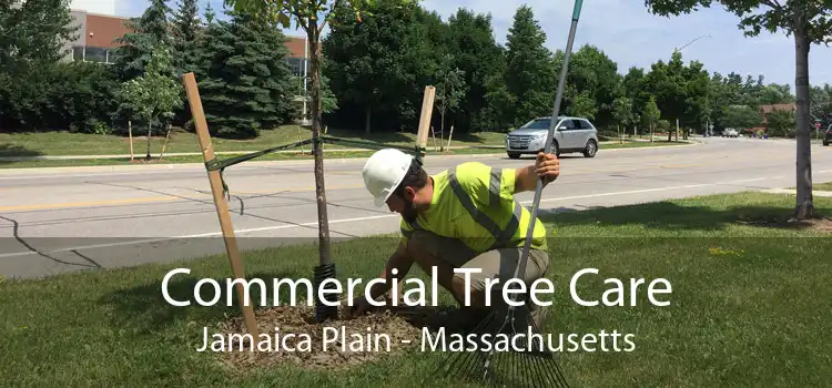 Commercial Tree Care Jamaica Plain - Massachusetts