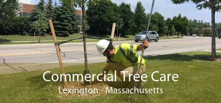 Commercial Tree Care Lexington - Massachusetts