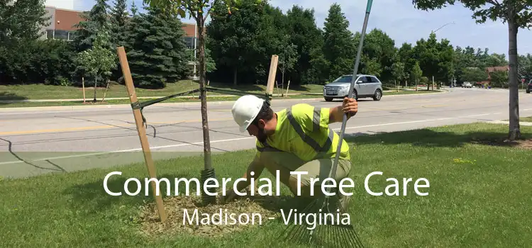 Commercial Tree Care Madison - Virginia