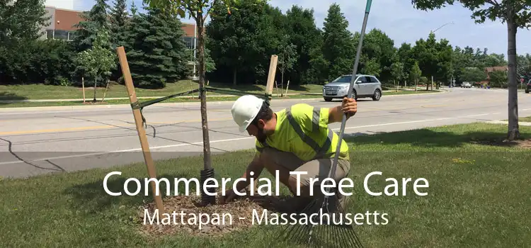 Commercial Tree Care Mattapan - Massachusetts