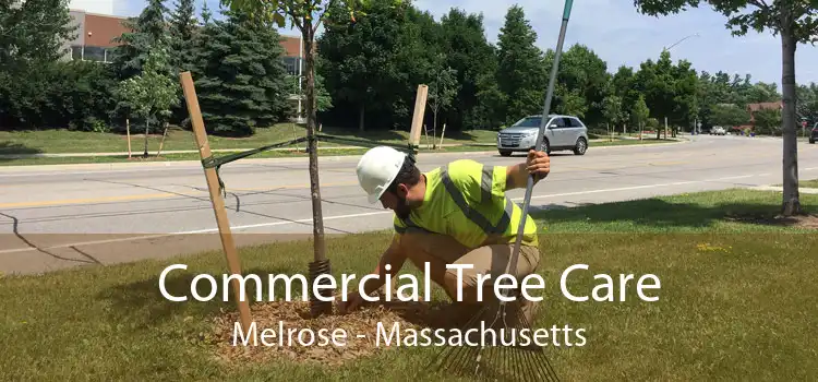 Commercial Tree Care Melrose - Massachusetts