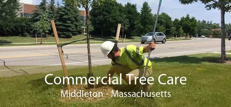 Commercial Tree Care Middleton - Massachusetts