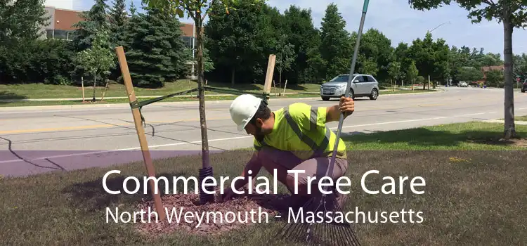 Commercial Tree Care North Weymouth - Massachusetts