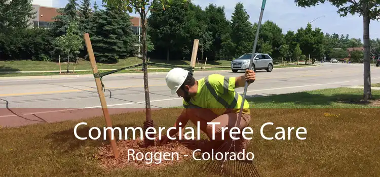 Commercial Tree Care Roggen - Colorado