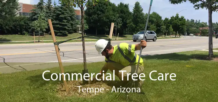 Commercial Tree Care Tempe - Arizona