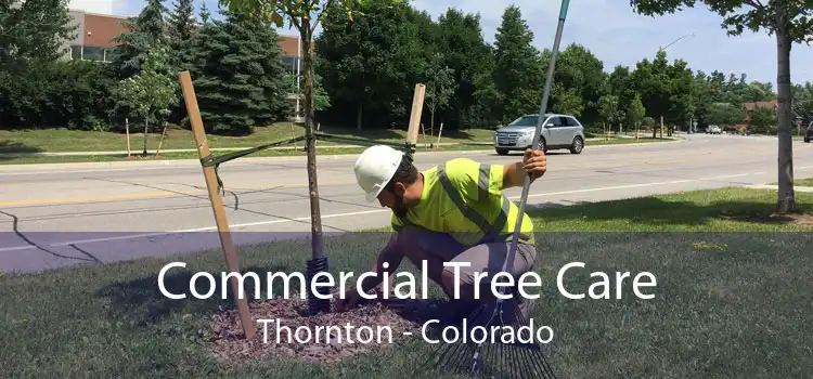 Commercial Tree Care Thornton - Colorado