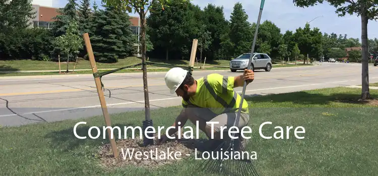 Commercial Tree Care Westlake - Louisiana