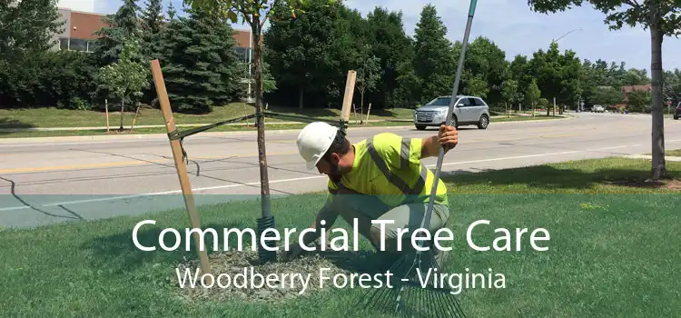 Commercial Tree Care Woodberry Forest - Virginia