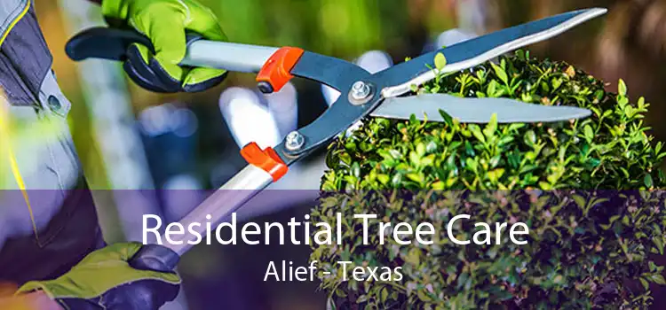 Residential Tree Care Alief - Texas