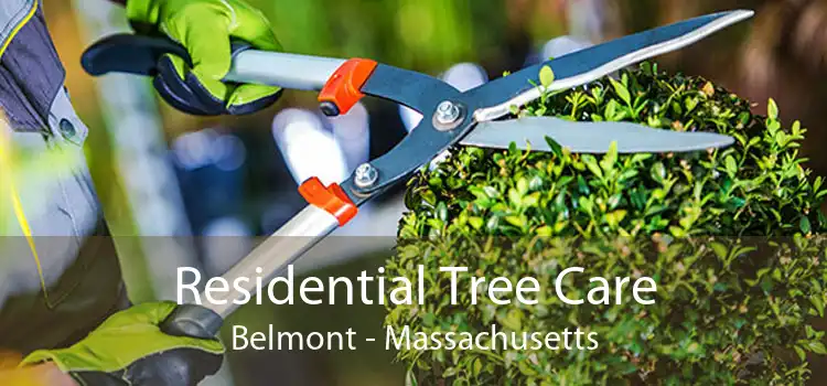 Residential Tree Care Belmont - Massachusetts