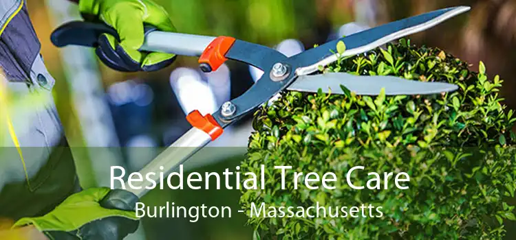 Residential Tree Care Burlington - Massachusetts