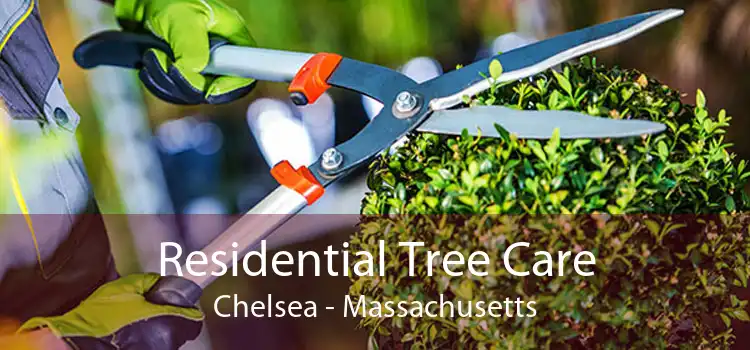 Residential Tree Care Chelsea - Massachusetts