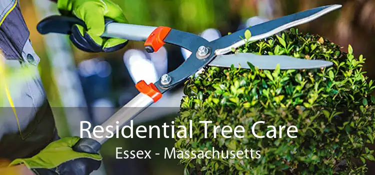 Residential Tree Care Essex - Massachusetts