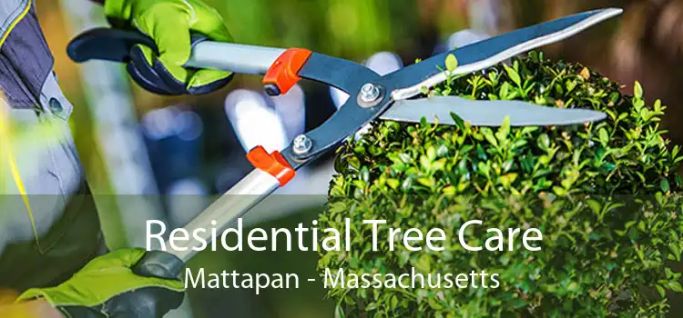 Residential Tree Care Mattapan - Massachusetts