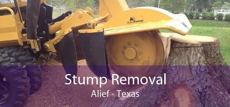 Stump Removal Alief - Texas