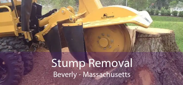 Stump Removal Beverly - Massachusetts