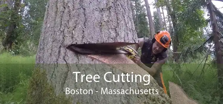 Tree Cutting Boston - Massachusetts