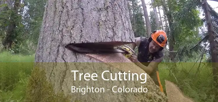 Tree Cutting Brighton - Colorado