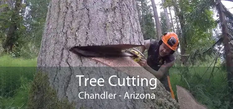 Tree Cutting Chandler - Arizona