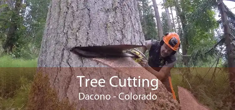 Tree Cutting Dacono - Colorado